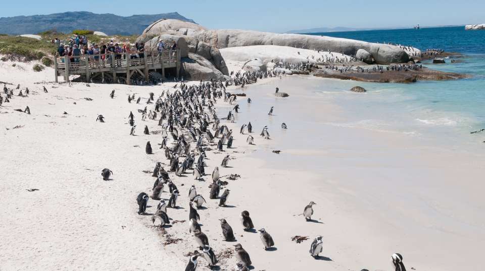 Full Day Cape Peninsula Tour - Cullinan Guided Journeys - South Africa - Image 6