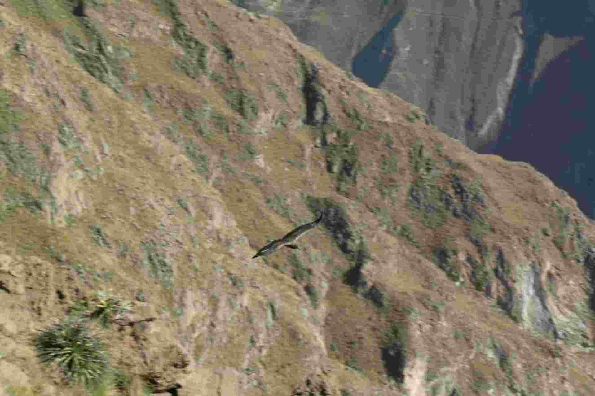 Full Day Colca Canyon Tour from Arequipa