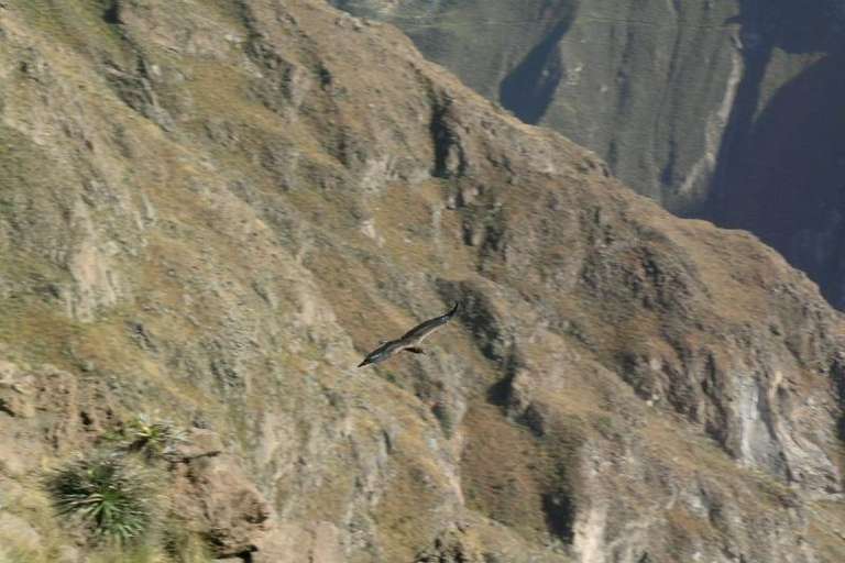 Full Day Colca Canyon Tour from Arequipa - 1 day