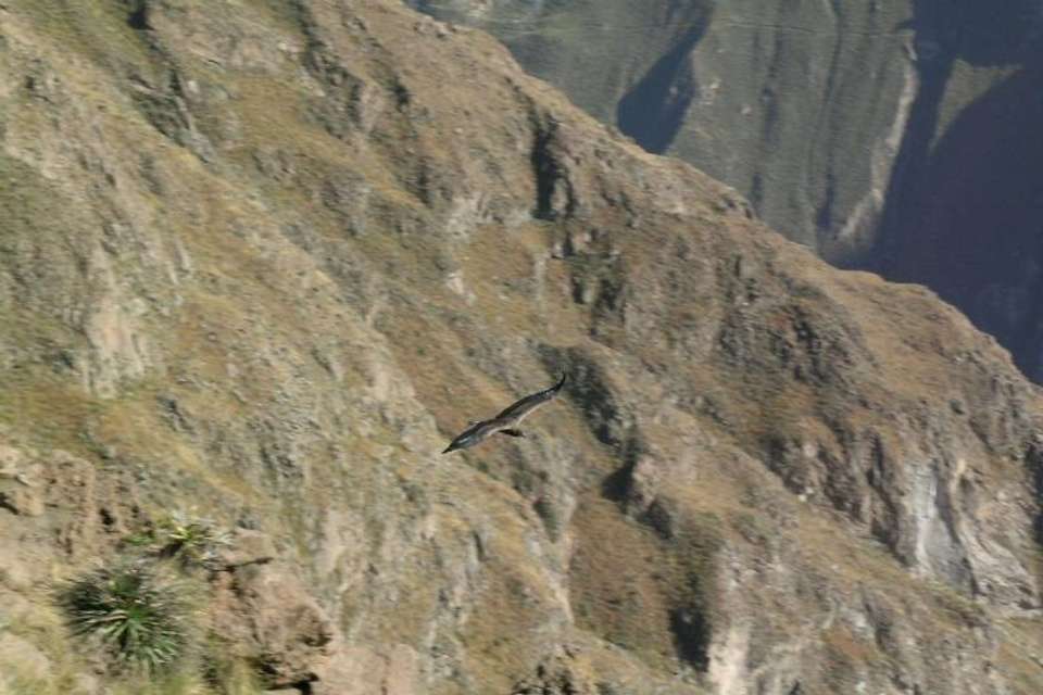 Full Day Colca Canyon Tour from Arequipa - Tangol Tours - Peru - Image 1