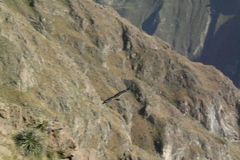 Full Day Colca Canyon Tour From Arequipa - Fall Tours
