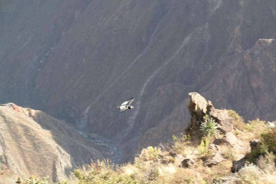 Full Day Colca Canyon Tour from Arequipa - Tangol Tours - Peru - Image 2