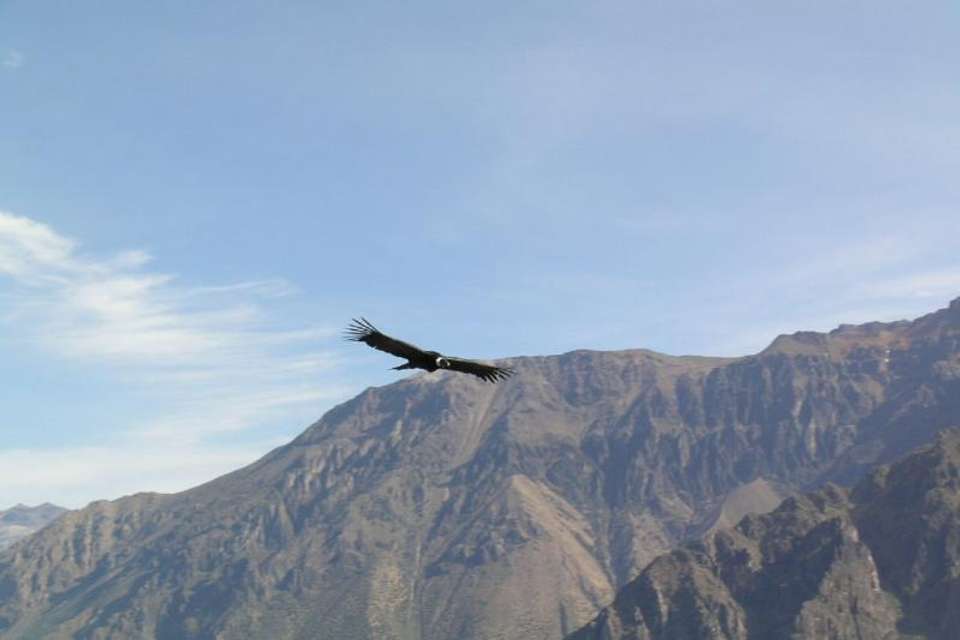 Full Day Colca Canyon Tour from Arequipa - Tangol Tours - Peru - Image 3