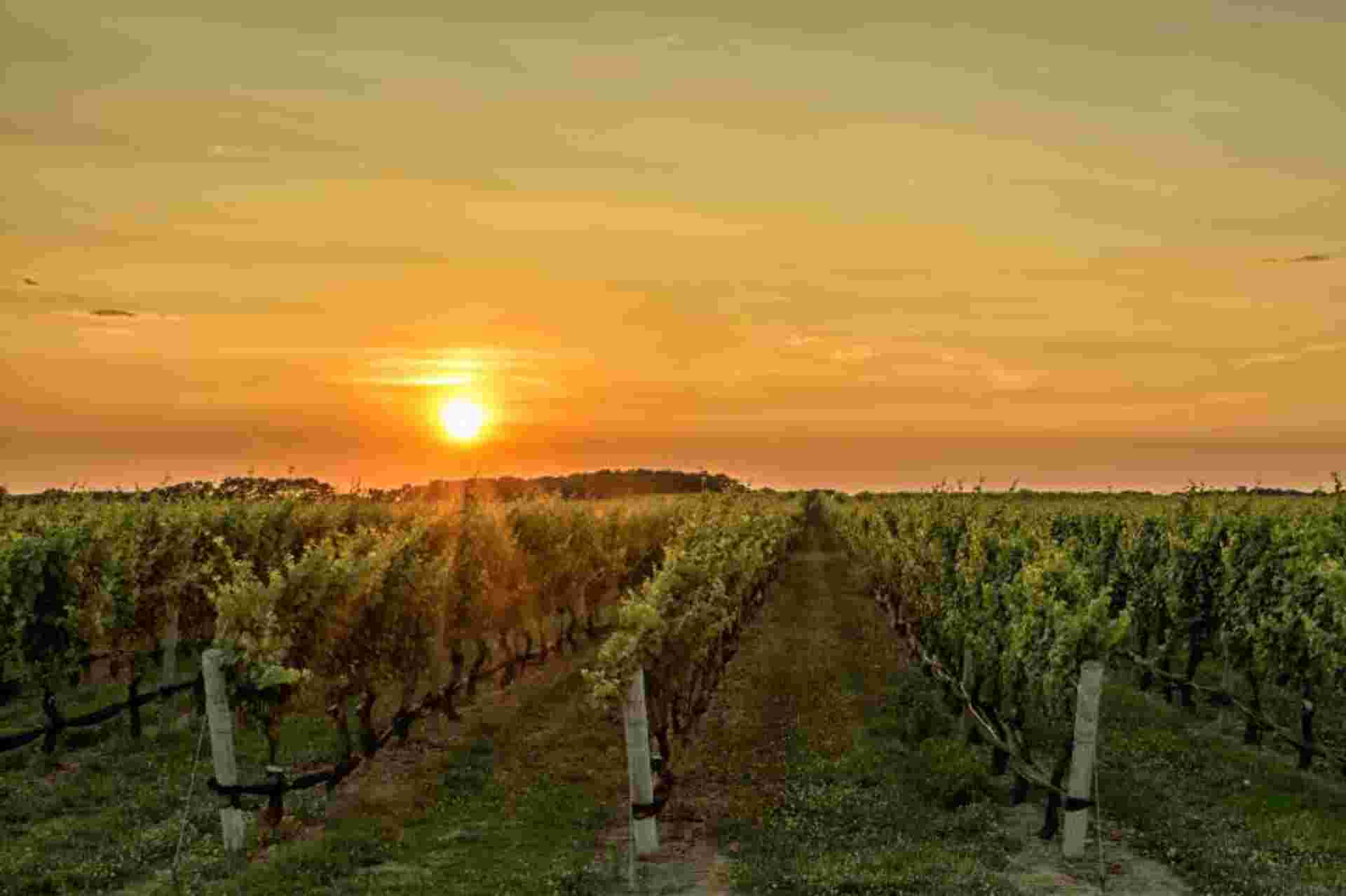 Wine Experience to Maipo Valley Boutique Vineyards