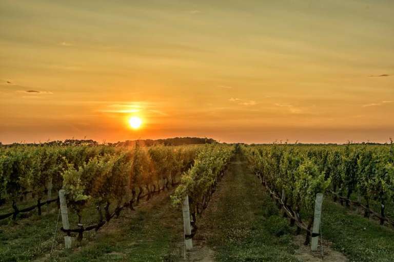 Wine Experience to Maipo Valley Boutique Vineyards trip - alternative tour available
