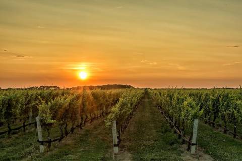 Wine Experience To Maipo Valley Boutique Vineyards - Fall Tours