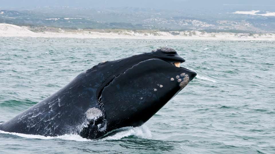 Full Day Hermanus Tour - undefined - Image 1