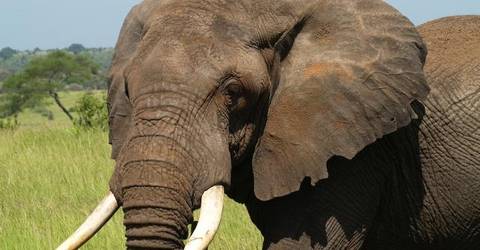 Full Day Of Game Drives In Arusha National Park - July 2027