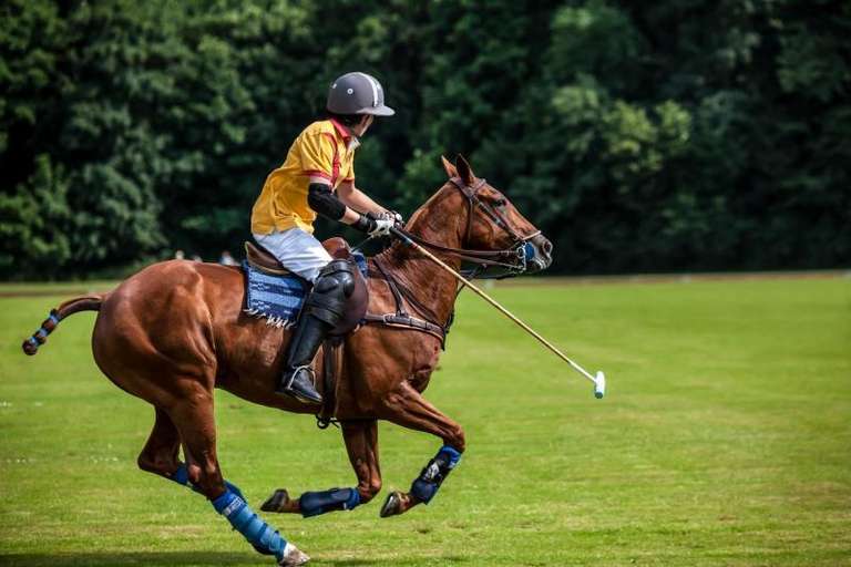 Full-Day Polo Experience with Exhibition Match trip - alternative tour available