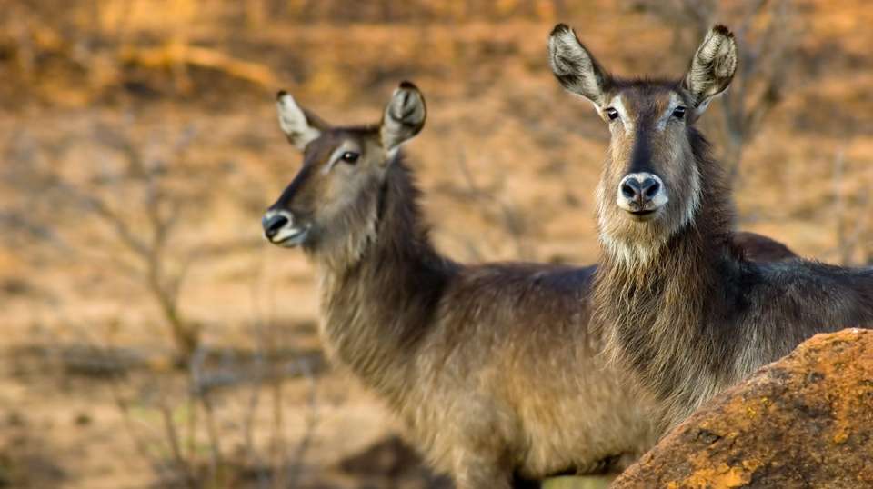 Full Day Sun City & Pilanesberg Game Reserve Tour - undefined - Image 2