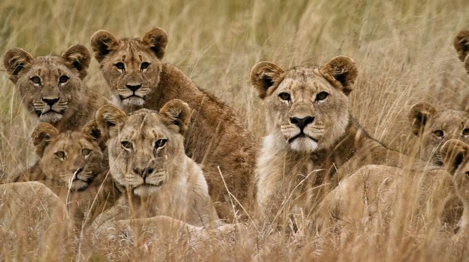 Full Day Sun City & Pilanesberg Game Reserve Tour - undefined - Image 3