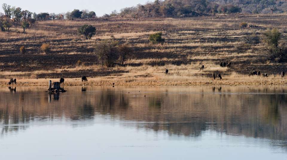 Full Day Sun City & Pilanesberg Game Reserve Tour - undefined - Image 4