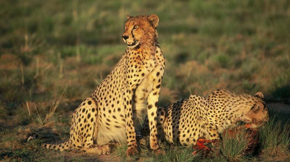 Full Day Sun City & Pilanesberg Game Reserve Tour - undefined - Image 7
