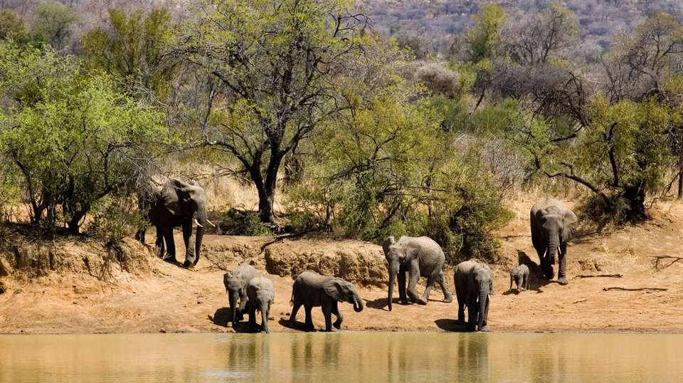 Full Day Sun City & Pilanesberg Game Reserve Tour - undefined - Image 8