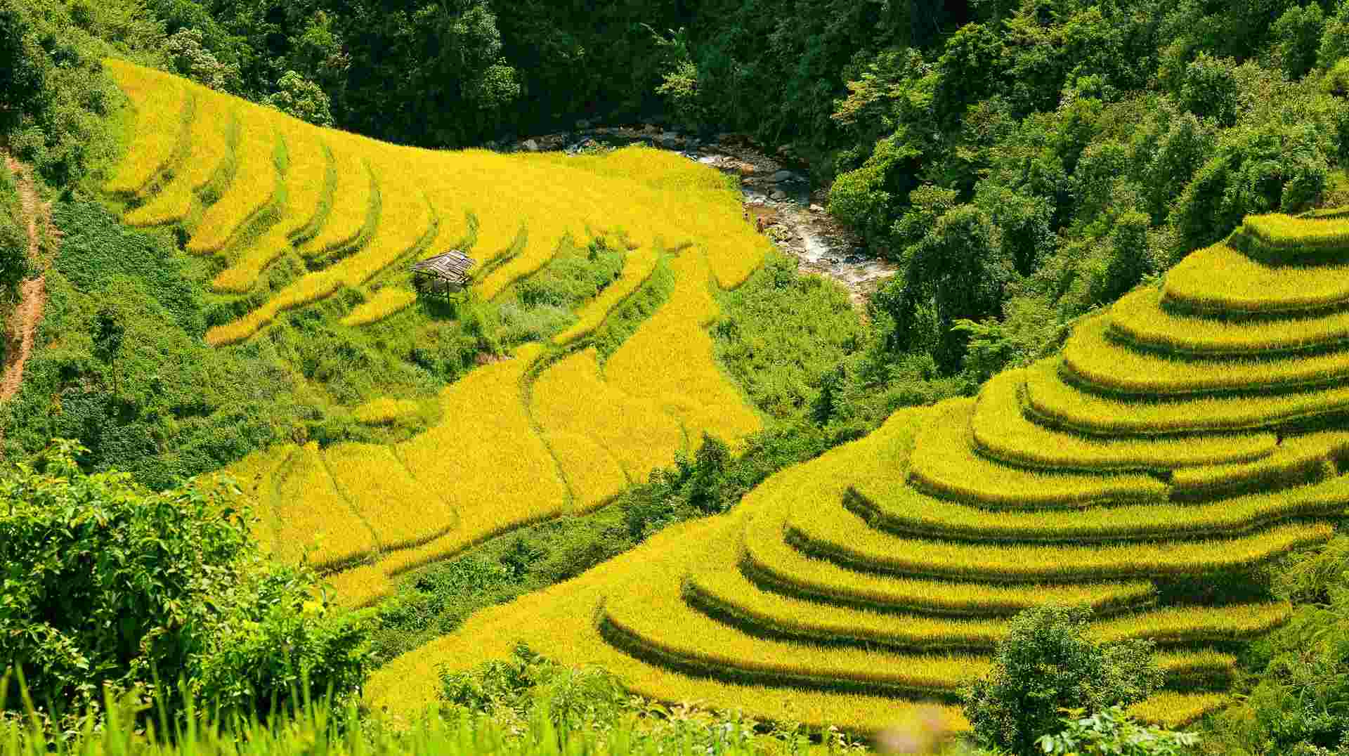 Full-day Tour of Sa Pa