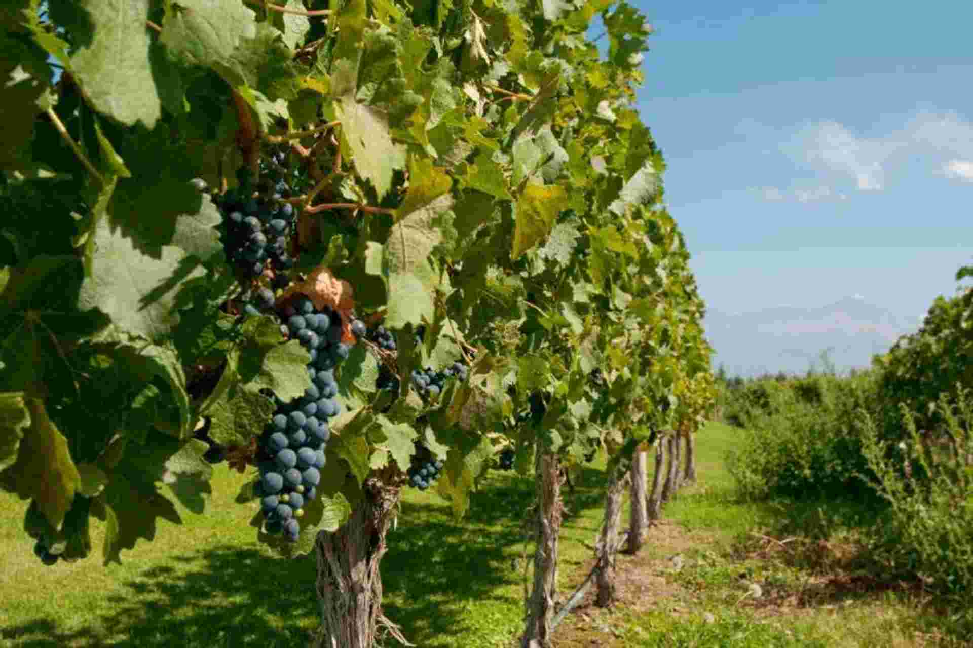 Full Day Wine Tasting including lunch from Mendoza