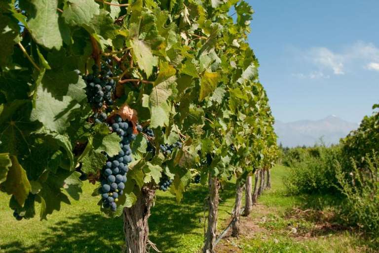 Full Day Wine Tasting including lunch from Mendoza