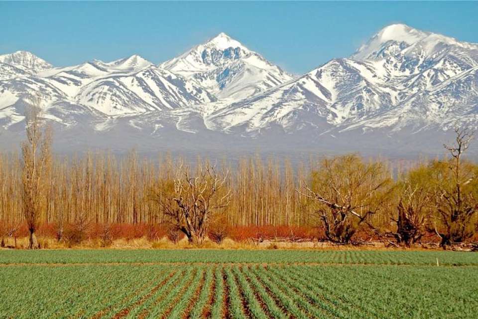 Full Day Wine Tasting including lunch from Mendoza - Tangol Tours - Argentina - Image 4