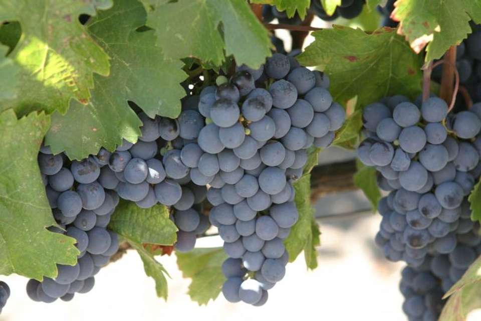 Full Day Wine Tasting including lunch from Mendoza - Tangol Tours - Argentina - Image 5