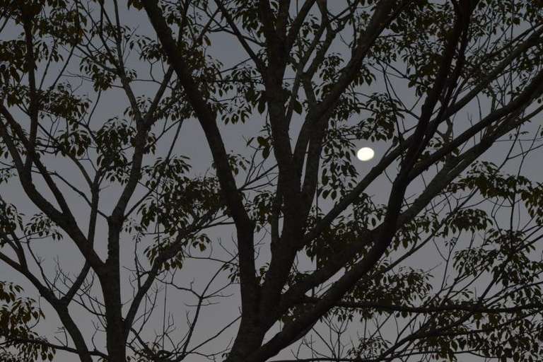 Full Moon Experience at Iguazu Falls - 1 day