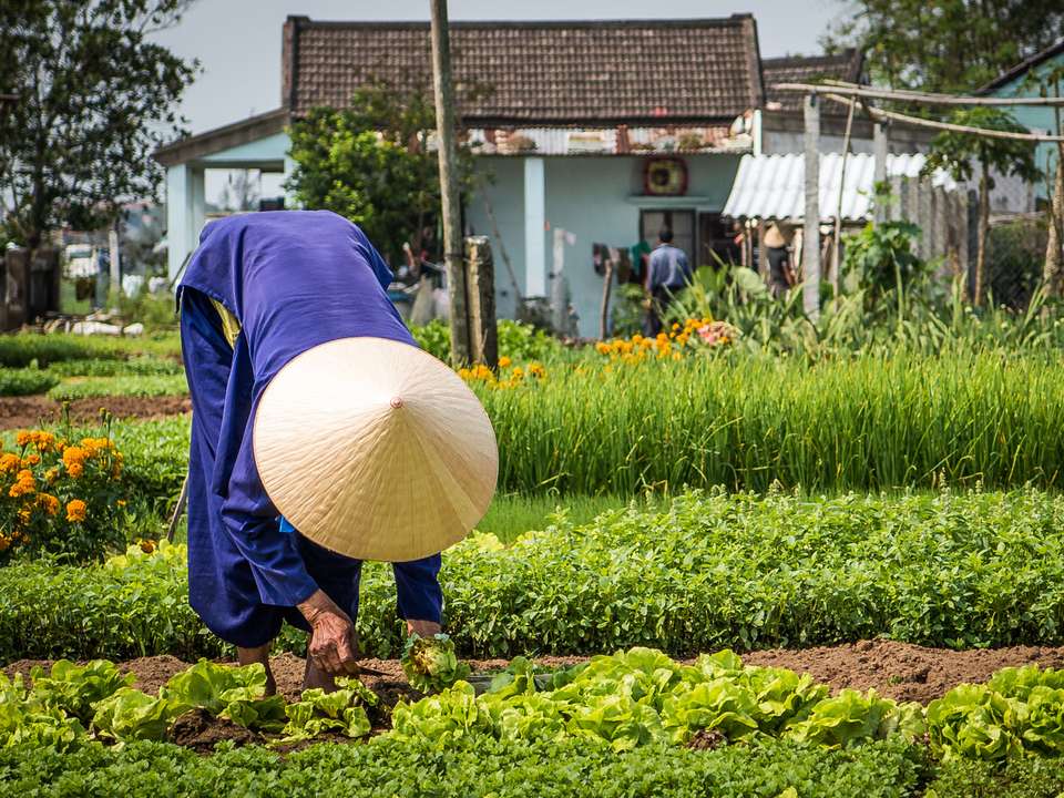 Full Moon Festival, Hoi An - 10 days - On The Go Tours - Vietnam