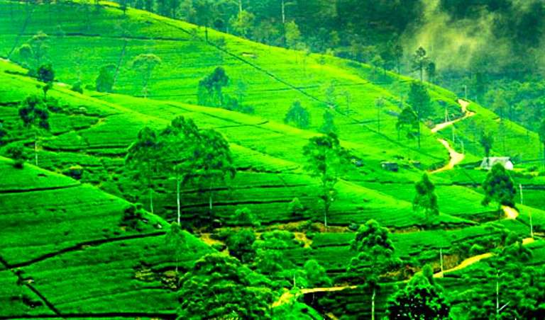 Full Sri Lanka Adventure 14D/13N trip - alternative tour available