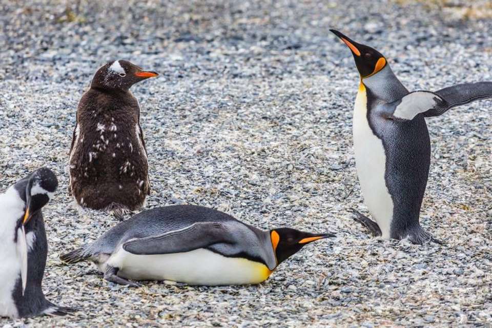 Gable Island And Penguin Watching - Tangol Tours - Argentina - Image 1