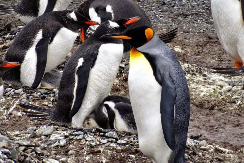 Gable Island And Penguin Watching - Tangol Tours - Argentina - Image 5