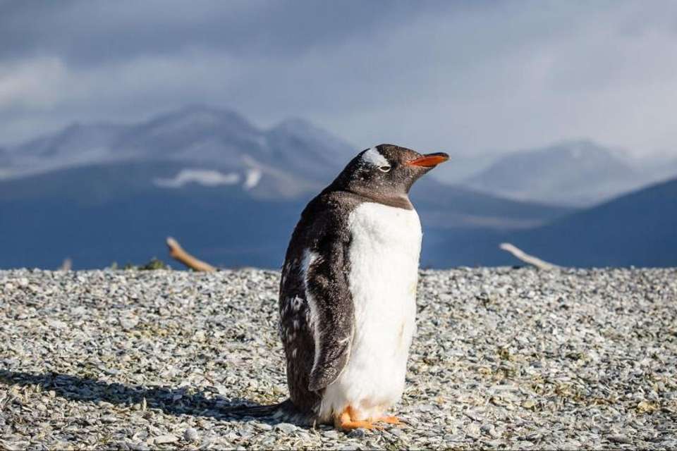 Gable Island And Penguin Watching - Tangol Tours - Argentina - Image 6