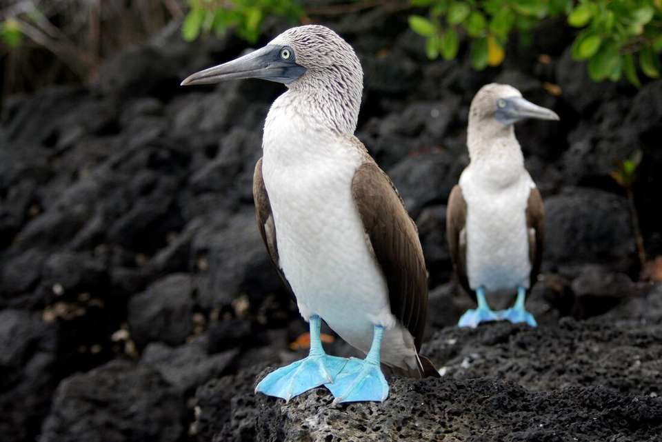 Galapagos Adventure: Northern Islands (Grand Daphne) - Intrepid Travel - Ecuador - Image 9