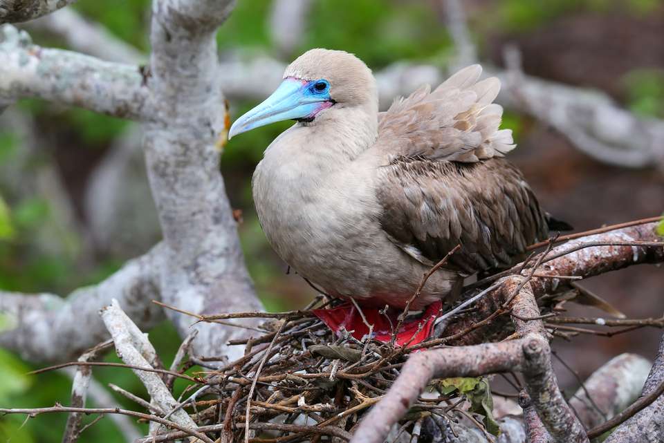 Galapagos Adventure: Northern Islands (Grand Daphne) - Intrepid Travel - Ecuador - Image 10