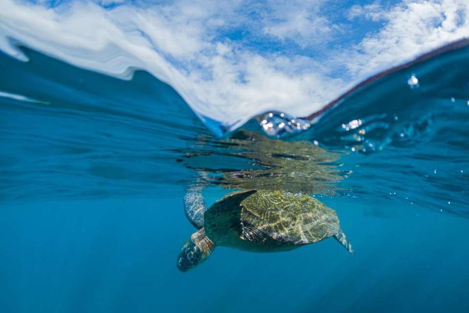 Galapagos Adventure: Northern Islands (Grand Daphne) - Intrepid Travel - Ecuador - Image 11