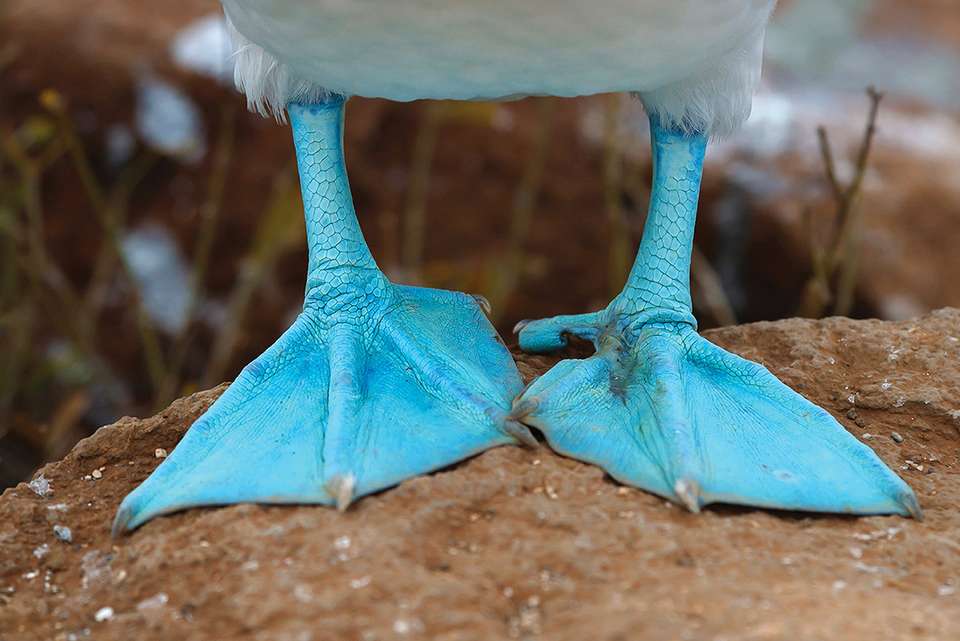 Galapagos Adventure: Northern Islands (Grand Daphne) - Intrepid Travel - Ecuador - Image 1