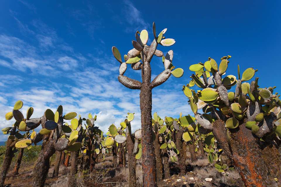 Galapagos Adventure: Northern Islands (Grand Daphne) - Intrepid Travel - Ecuador - Image 3