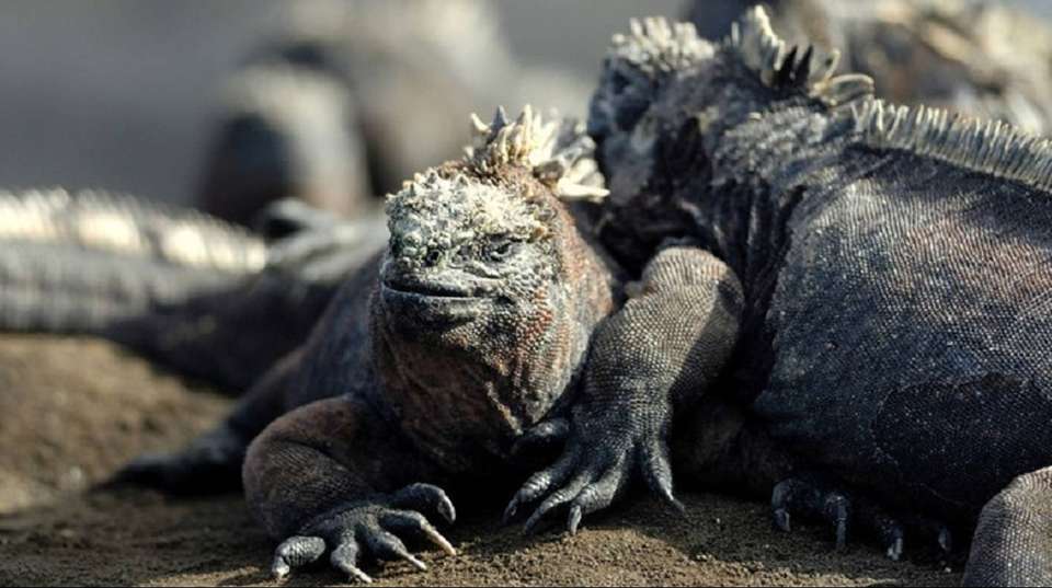 Galapagos Affordable 8 Days Tour - Guide Ecuador Travel - Ecuador - Image 2