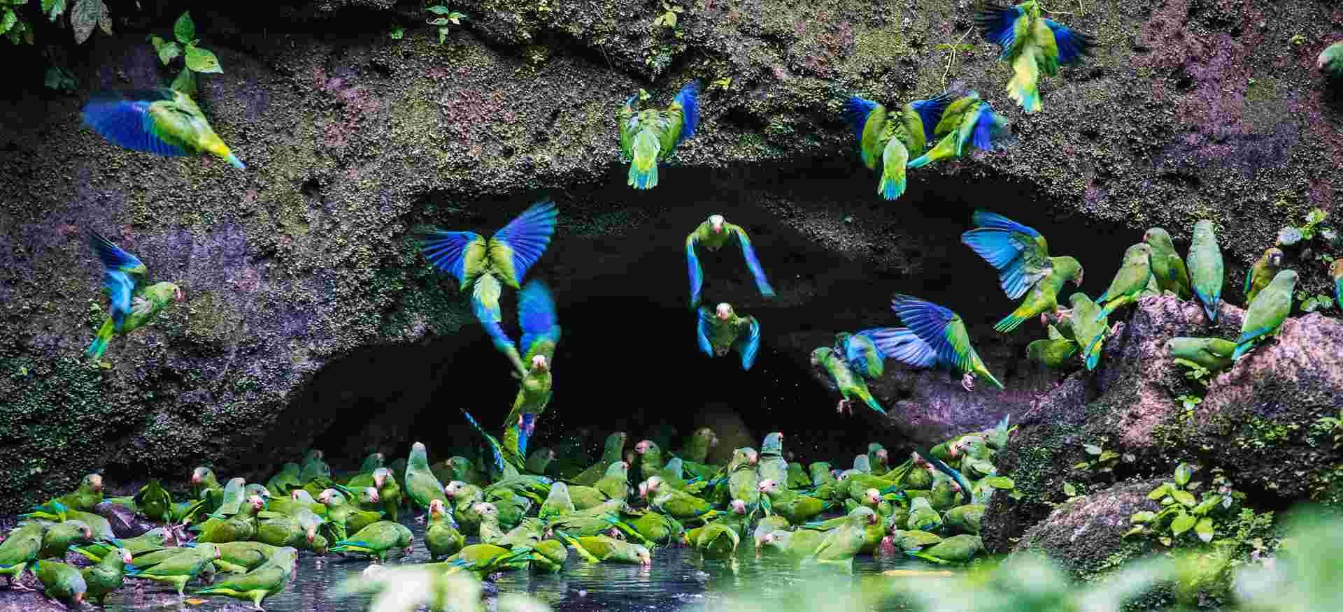 Galapagos & Amazon (Archipel I)