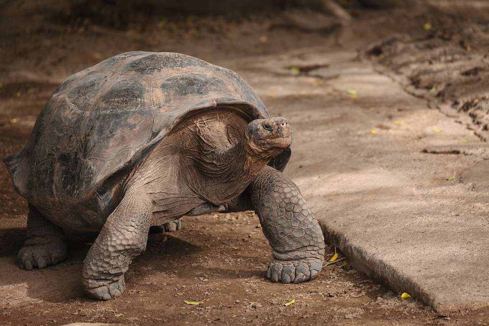Galapagos & Inca Trail Adventure - Intrepid Travel - Ecuador - Image 2