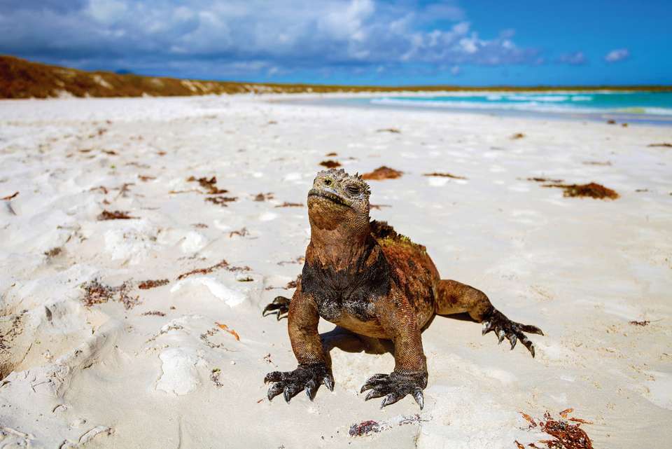 Galapagos & Inca Trail Adventure - Intrepid Travel - Ecuador - Image 6