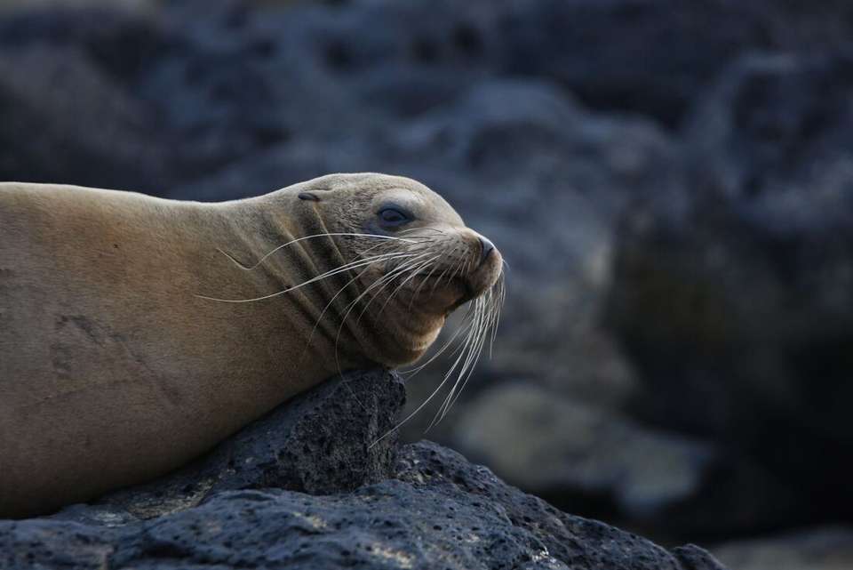 Galapagos & Inca Trail Adventure - Intrepid Travel - Ecuador - Image 9
