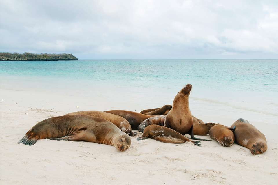 Galapagos & Peru Adventure - undefined - Image 3
