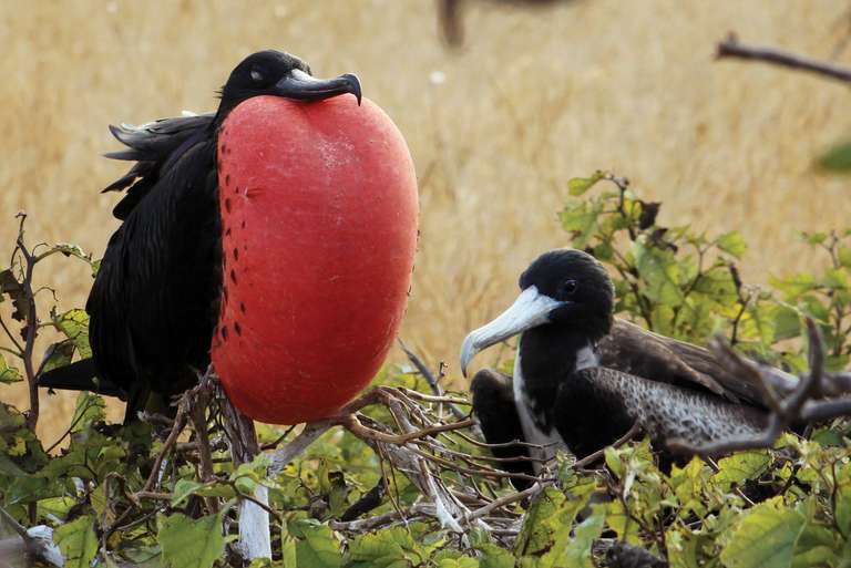 Galapagos at a Glance: Southern Islands (Grand Daphne) trip - alternative tour available