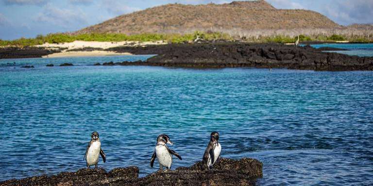 Galápagos – Central and East Islands aboard the Reina Silvia Voyager trip - alternative tour available