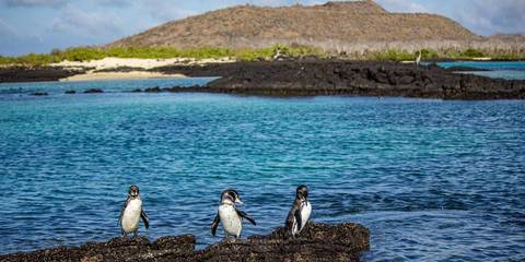 Galápagos – Central And East Islands Aboard The Reina Silvia Voyager - January 2027