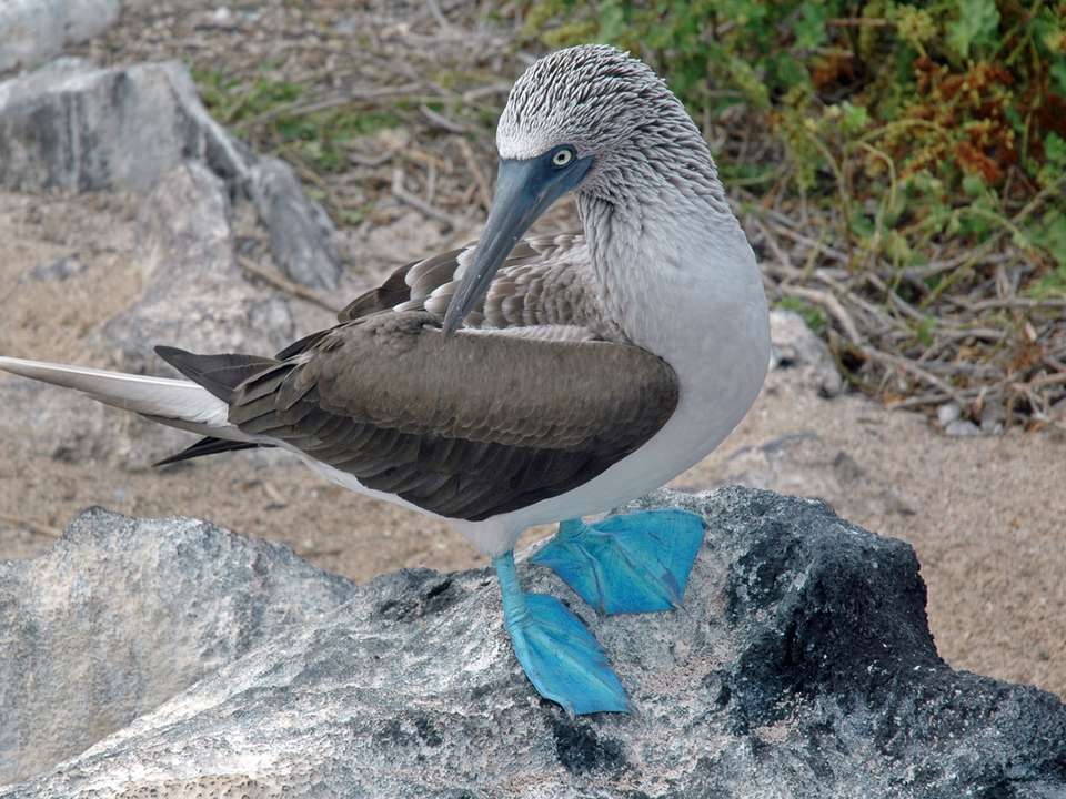 Galápagos – Central and East Islands aboard the Reina Silvia Voyager - G Adventures - Ecuador - Image 15