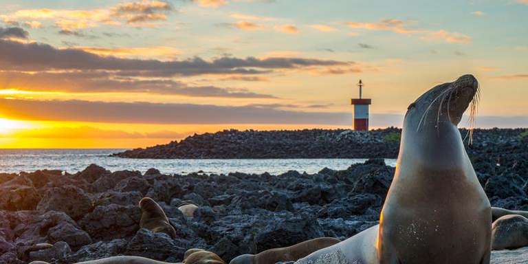 Galápagos – Central and East Islands aboard the Reina Silvia Voyager (Cruise Only) trip - alternative tour available