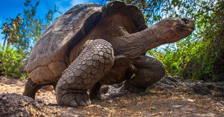Galapagos - Central & West Islands aboard the Solaris trip - alternative tour available
