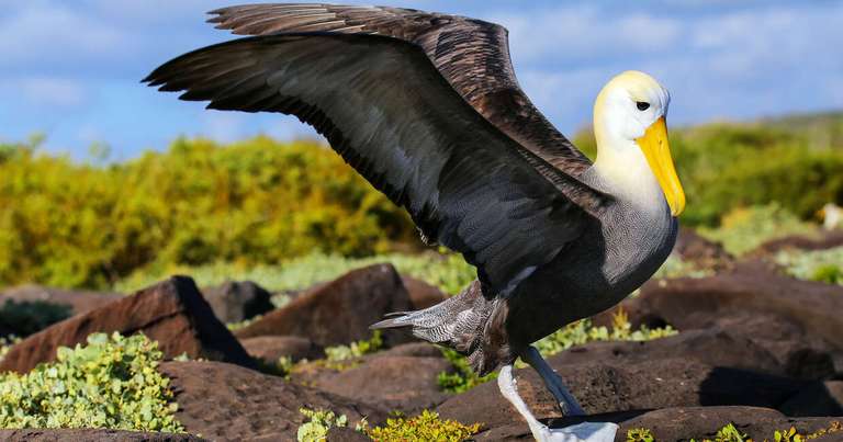 Galapagos - Central, North, South and East Islands aboard the Archipel I trip - alternative tour available