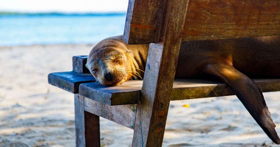 Galapagos - Central, North, South and East Islands aboard the Archipel I - Explore - Ecuador - Image 18