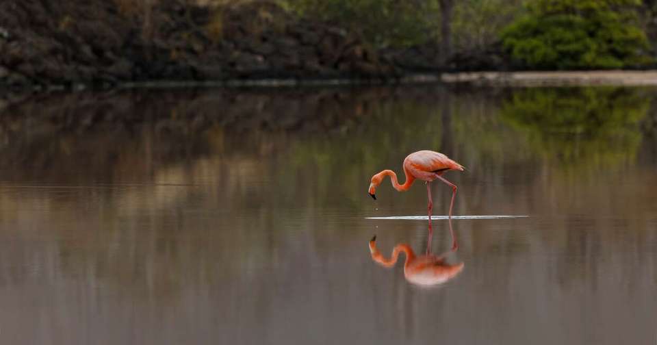 Galapagos - Central, North, South and East Islands aboard the Archipel I - Explore - Ecuador - Image 16