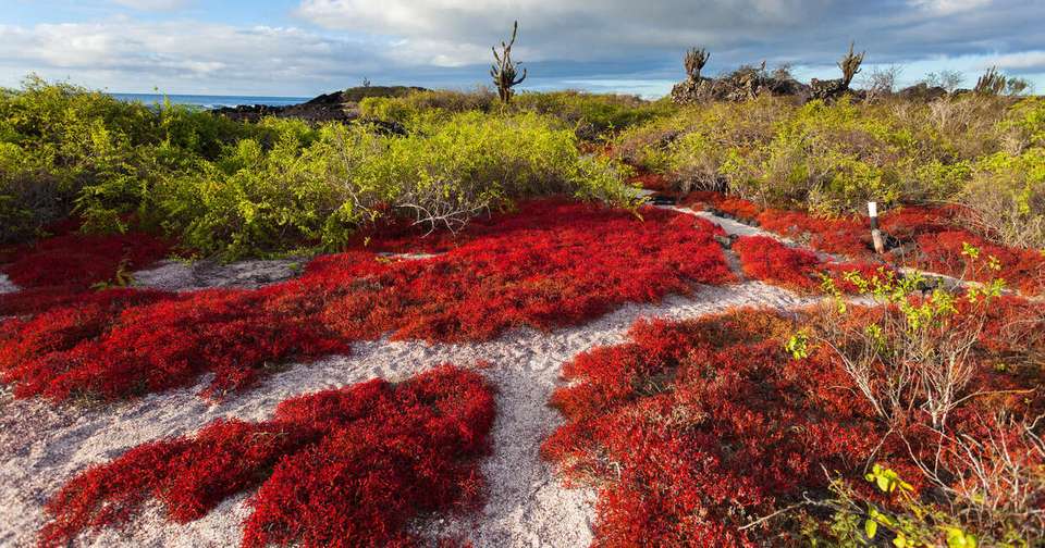 Galapagos - Central, North, South and East Islands aboard the Archipel I - Explore - Ecuador - Image 14